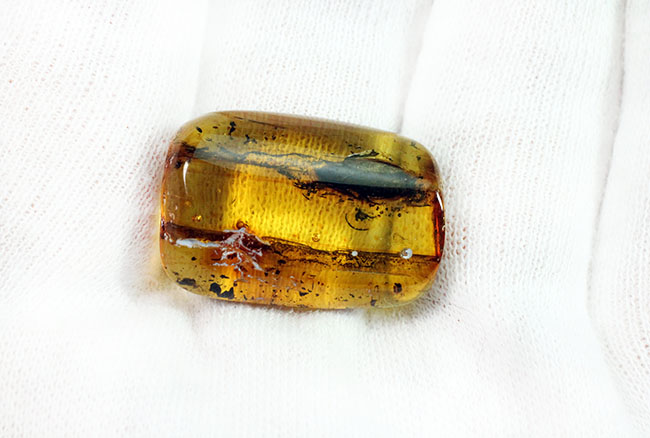 はっきりとゴキブリ（Blattodea）と分かる虫が内包されたバルト海産の琥珀（Amber）（その7）