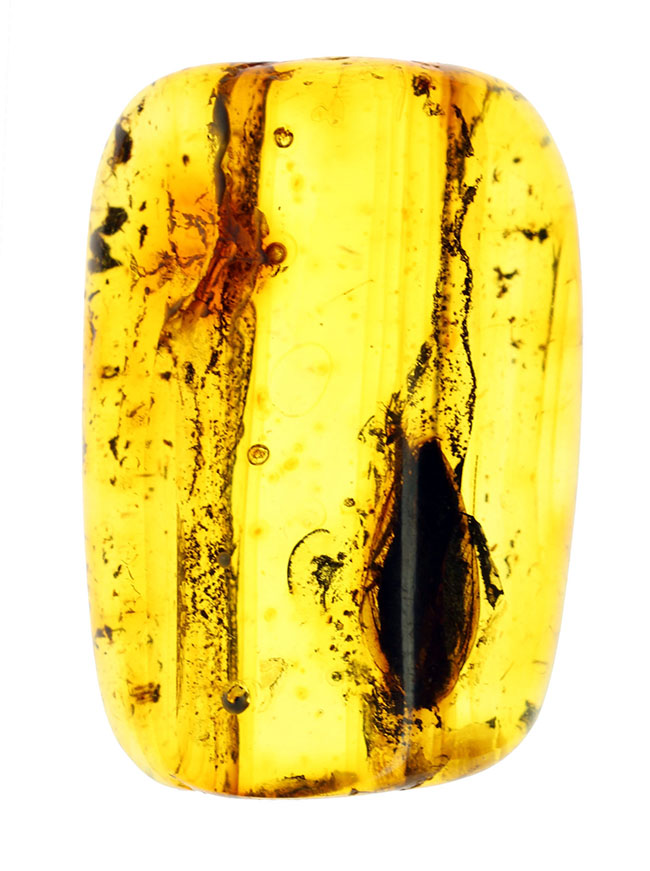はっきりとゴキブリ（Blattodea）と分かる虫が内包されたバルト海産の琥珀（Amber）（その8）