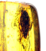 はっきりとゴキブリ（Blattodea）と分かる虫が内包されたバルト海産の琥珀（Amber）