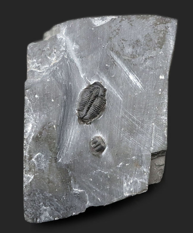 ユタ州カンブリア紀の三葉虫エルラシア・キンギの母岩付き化石（その1）