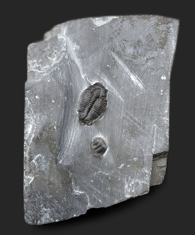 ユタ州カンブリア紀の三葉虫エルラシア・キンギの母岩付き化石(その1)