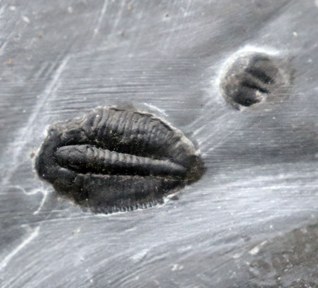 ユタ州カンブリア紀の三葉虫エルラシア・キンギの母岩付き化石（その2）