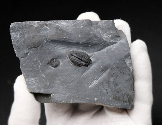 ユタ州カンブリア紀の三葉虫エルラシア・キンギの母岩付き化石（その3）
