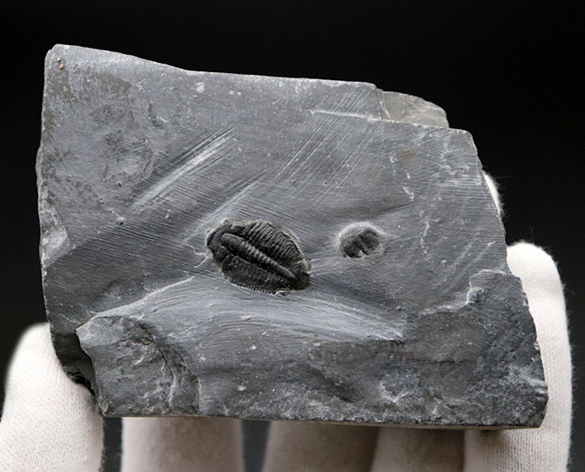 ユタ州カンブリア紀の三葉虫エルラシア・キンギの母岩付き化石（その4）