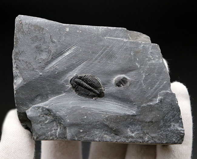 ユタ州カンブリア紀の三葉虫エルラシア・キンギの母岩付き化石(その4)