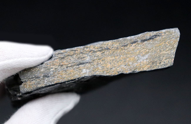 ユタ州カンブリア紀の三葉虫エルラシア・キンギの母岩付き化石(その5)