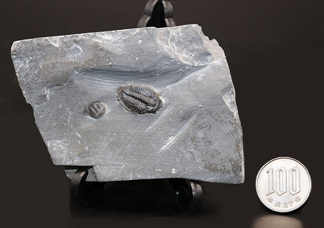 ユタ州カンブリア紀の三葉虫エルラシア・キンギの母岩付き化石（その6）