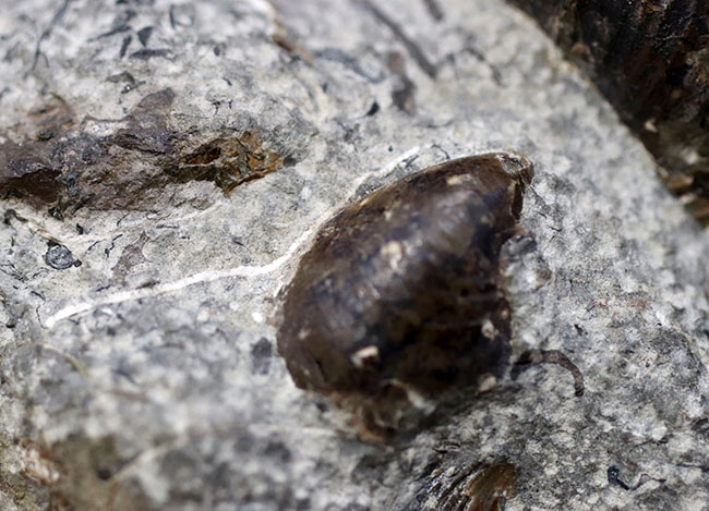 北海道アンモナイトの見本市！異常巻きアンモナイトを含む多数の