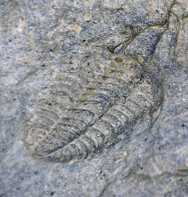 三葉虫カリメネ科のレア属、グラヴィカリメネ（Gravicalymene arcuata）の幼生のマルチプレート標本（その1）