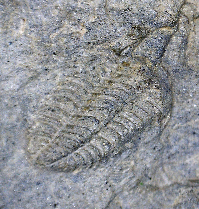 三葉虫カリメネ科のレア属、グラヴィカリメネ(Gravicalymene arcuata)の幼生のマルチプレート標本(その1)