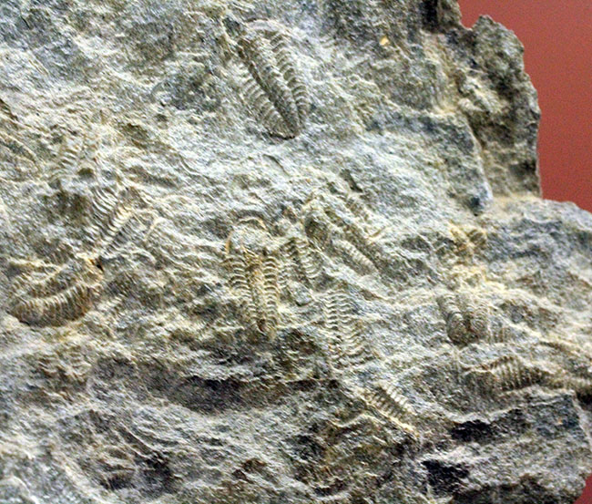 三葉虫カリメネ科のレア属、グラヴィカリメネ(Gravicalymene arcuata)の幼生のマルチプレート標本(その2)