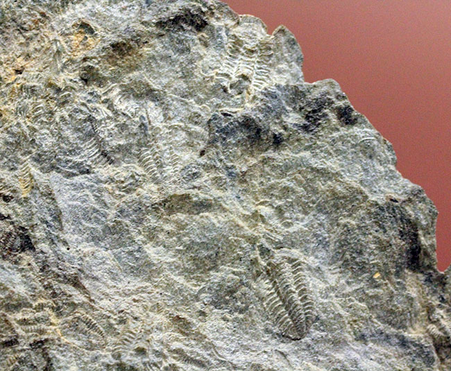 三葉虫カリメネ科のレア属、グラヴィカリメネ（Gravicalymene arcuata）の幼生のマルチプレート標本（その4）