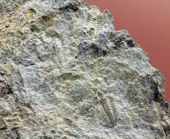 三葉虫カリメネ科のレア属、グラヴィカリメネ(Gravicalymene arcuata)の幼生のマルチプレート標本(その4)