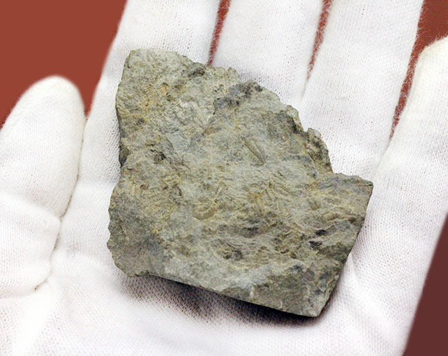 三葉虫カリメネ科のレア属、グラヴィカリメネ(Gravicalymene arcuata)の幼生のマルチプレート標本(その5)