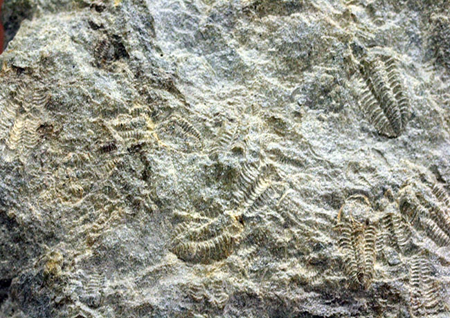 三葉虫カリメネ科のレア属、グラヴィカリメネ(Gravicalymene arcuata)の幼生のマルチプレート標本(その8)