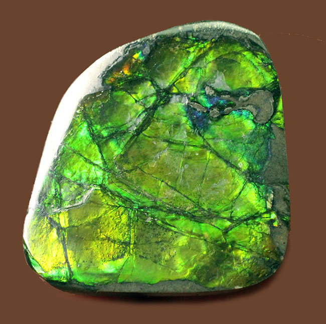 美しい緑が特徴のアンモライトピース(Ammolite)。ファーストコレクションにいかがでしょう。(その1)