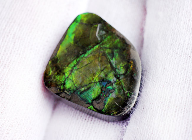 美しい緑が特徴のアンモライトピース(Ammolite)。ファーストコレクションにいかがでしょう。(その3)