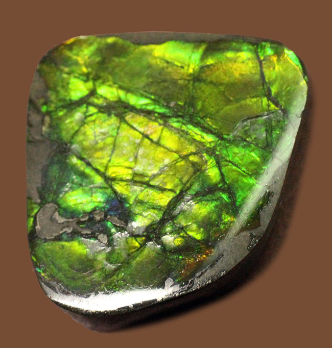 美しい緑が特徴のアンモライトピース(Ammolite)。ファーストコレクションにいかがでしょう。(その4)