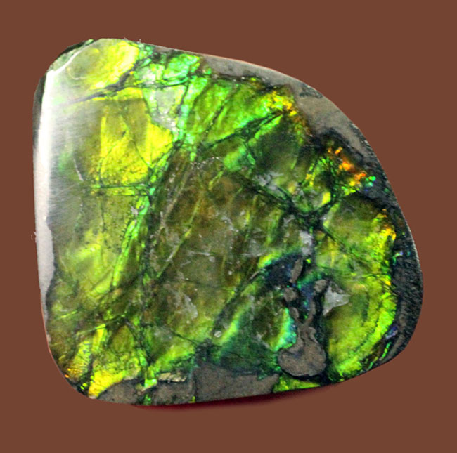 美しい緑が特徴のアンモライトピース(Ammolite)。ファーストコレクションにいかがでしょう。(その5)
