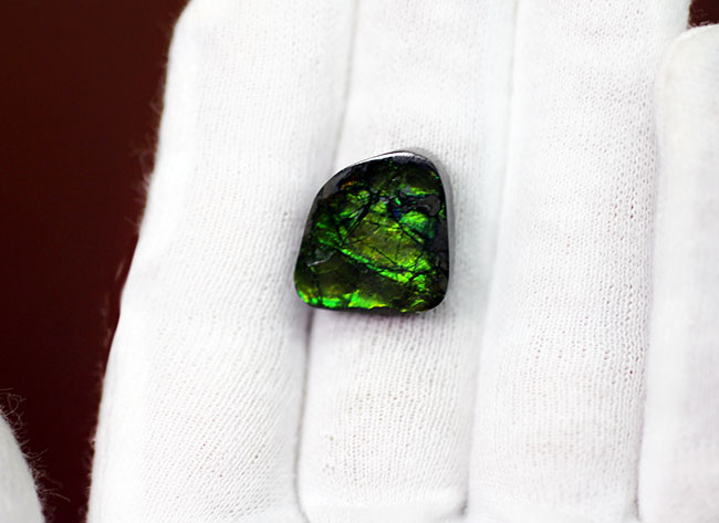 美しい緑が特徴のアンモライトピース（Ammolite）。ファーストコレクションにいかがでしょう。（その6）