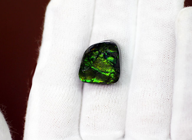 美しい緑が特徴のアンモライトピース(Ammolite)。ファーストコレクションにいかがでしょう。(その6)