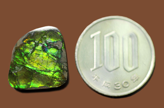美しい緑が特徴のアンモライトピース(Ammolite)。ファーストコレクションにいかがでしょう。(その9)