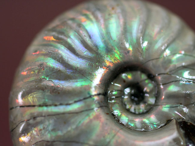 白色の殻に七色の遊色が浮かび上がる！マダガスカル産のイリデッセンス（iridescence）アンモナイト（その1）