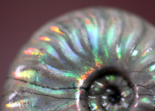 白色の殻に七色の遊色が浮かび上がる！マダガスカル産のイリデッセンス（iridescence）アンモナイト（その10）