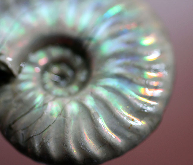 白色の殻に七色の遊色が浮かび上がる！マダガスカル産のイリデッセンス（iridescence）アンモナイト（その6）