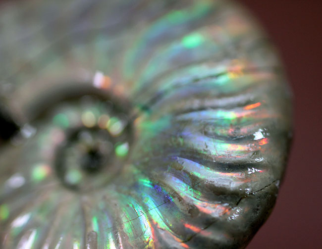 白色の殻に七色の遊色が浮かび上がる！マダガスカル産のイリデッセンス（iridescence）アンモナイト（その7）