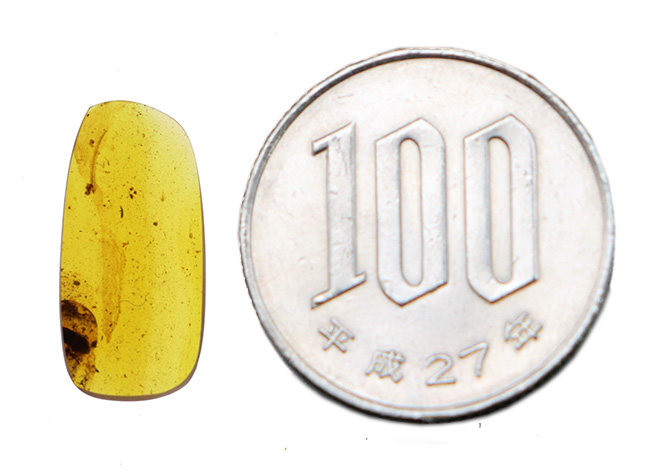 激レア！！羽毛入りビルマ琥珀 琥珀コレクター必見！驚愕の逸品、およそ1億年前の生物の「羽毛