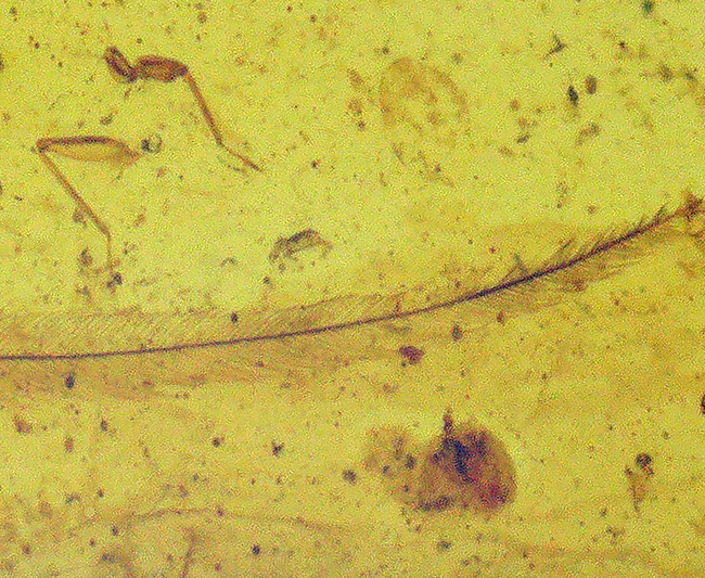 夢とロマンが詰まった1億年前の琥珀！なんと羽毛を内包したミャンマー