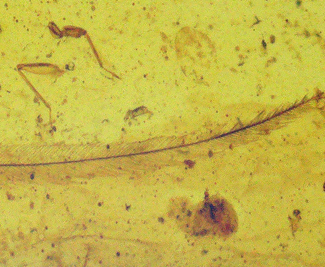 夢とロマンが詰まった１億年前の琥珀！なんと羽毛を内包したミャンマー産琥珀、ビルマイト（Burmite）（その3）