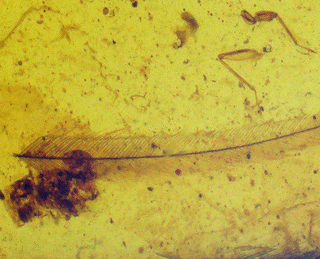 夢とロマンが詰まった１億年前の琥珀！なんと羽毛を内包したミャンマー産琥珀、ビルマイト（Burmite）（その6）