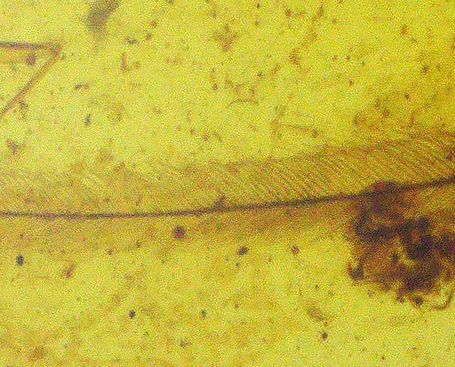 激レア！！羽毛入りビルマ琥珀 i-img1200x1200-