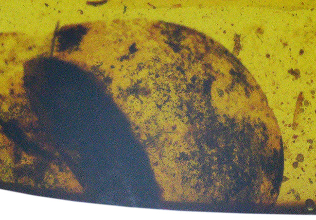 激レア！！羽毛入りビルマ琥珀 激レア！！羽毛入りビルマ琥珀