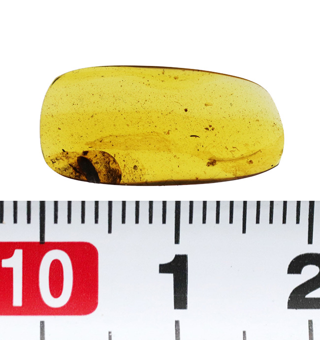 夢とロマンが詰まった1億年前の琥珀！なんと羽毛を内包したミャンマー