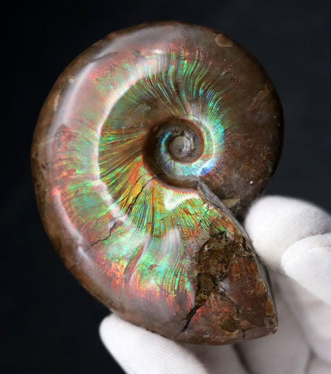 マダガスカル産 遊色虹色アンモナイト-白（クリオニセラス）、格安、1509g 19.5cm 1円スタート、青緑発色の巨大個体