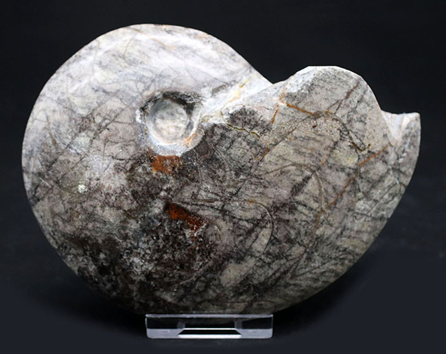 古生代の変わり種の頭足類の化石（その2）