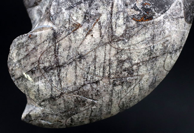 古生代の変わり種の頭足類の化石(その4)