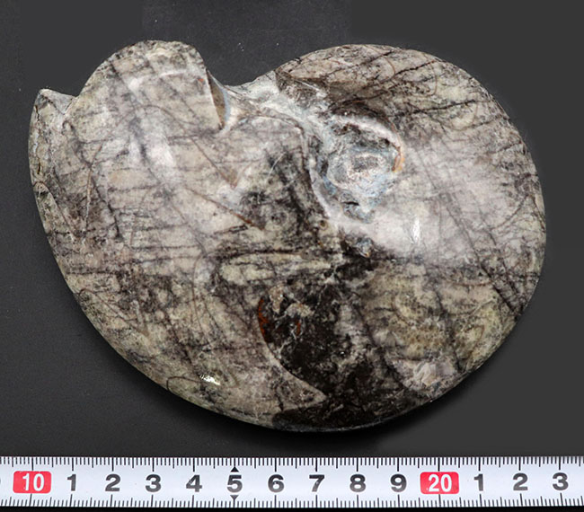 古生代の変わり種の頭足類の化石(その5)