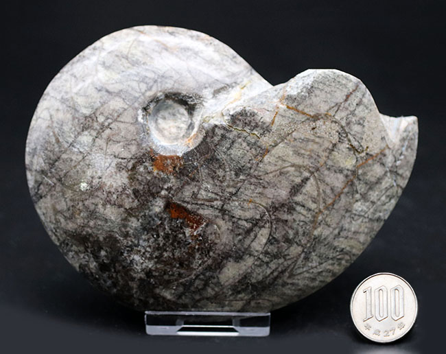 古生代の変わり種の頭足類の化石（その7）