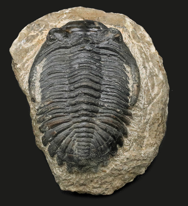 化石標本 三葉虫 メタカンシナ 美麗 - 立体・オブジェ
