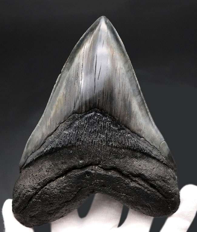 長辺に沿って１６８ミリという滅多にお目にかかれない極めて巨大な個体！史上最大級の絶滅古代鮫、メガロドン（Carcharocles megalodon）の巨大歯化石。美しい保存状態に加えて、シャープさを兼ね備えた稀有な存在（その1）