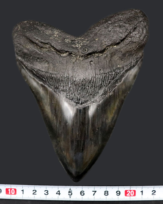 長辺に沿って１６８ミリという滅多にお目にかかれない極めて巨大な個体！史上最大級の絶滅古代鮫、メガロドン（Carcharocles megalodon）の巨大歯化石。美しい保存状態に加えて、シャープさを兼ね備えた稀有な存在（その12）