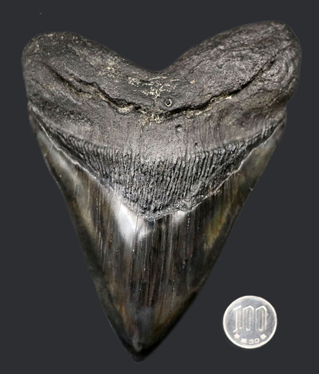長辺に沿って１６８ミリという滅多にお目にかかれない極めて巨大な個体！史上最大級の絶滅古代鮫、メガロドン（Carcharocles megalodon）の巨大歯化石。美しい保存状態に加えて、シャープさを兼ね備えた稀有な存在（その13）