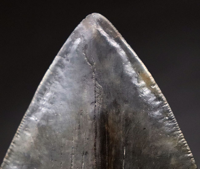 長辺に沿って１６８ミリという滅多にお目にかかれない極めて巨大な個体！史上最大級の絶滅古代鮫、メガロドン（Carcharocles megalodon）の巨大歯化石。美しい保存状態に加えて、シャープさを兼ね備えた稀有な存在（その3）