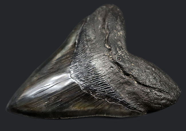長辺に沿って１６８ミリという滅多にお目にかかれない極めて巨大な個体！史上最大級の絶滅古代鮫、メガロドン（Carcharocles megalodon）の巨大歯化石。美しい保存状態に加えて、シャープさを兼ね備えた稀有な存在（その6）