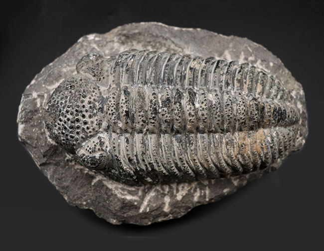 まさにメガサイズ、カーブ計測で１４８ミリという特大の三葉虫、ドロトプス・メガロマニクス（Drotops megalomanicus）の化石（その1）