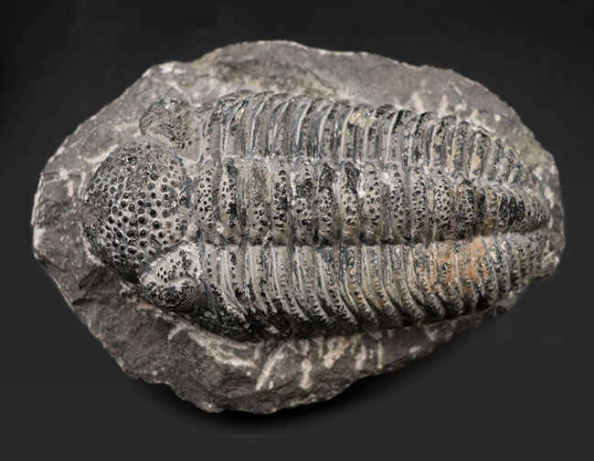 まさにメガサイズ、カーブ計測で148ミリという特大の三葉虫、ドロトプス・メガロマニクス(Drotops megalomanicus)の化石(その1)